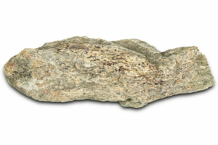 Dinosaur (Triceratops) Frill Shield Section - Montana #366642